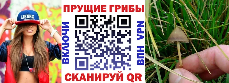kraken вход где купить наркоту Болохово Галлюциногенные грибы GOLDEN TEACHER