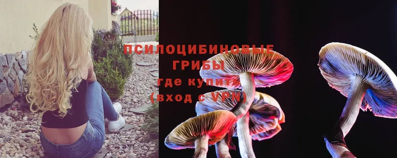 Псилоцибиновые грибы Psilocybine cubensis  Болохово 